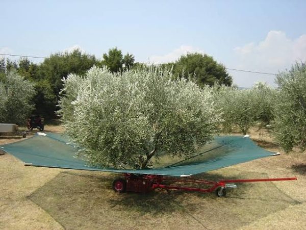 OMBRELLO AGEVOLATORE RACCOLTA OLIVE EVO 7,5 MT ALTA QUALITA' RUOTE MAGGIORATE - Rosagri.eu